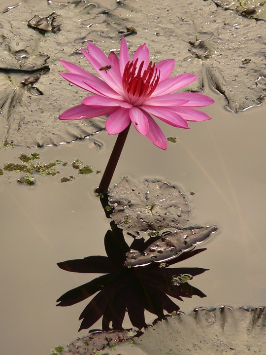 water-lily-4464_960_720.jpg